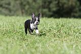 BOSTON TERRIER 119